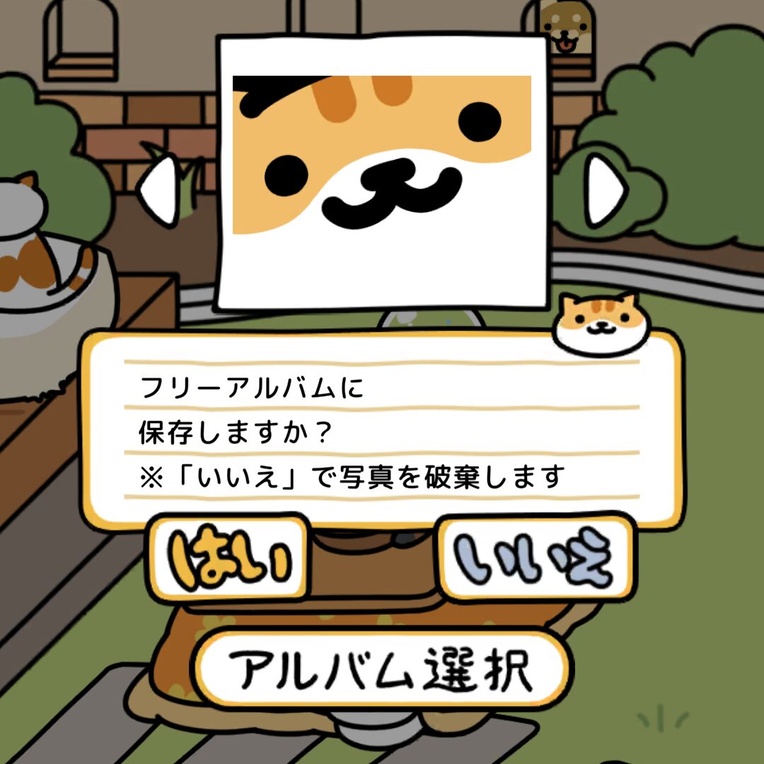 しろちゃとらさん　ドアップ　撮影